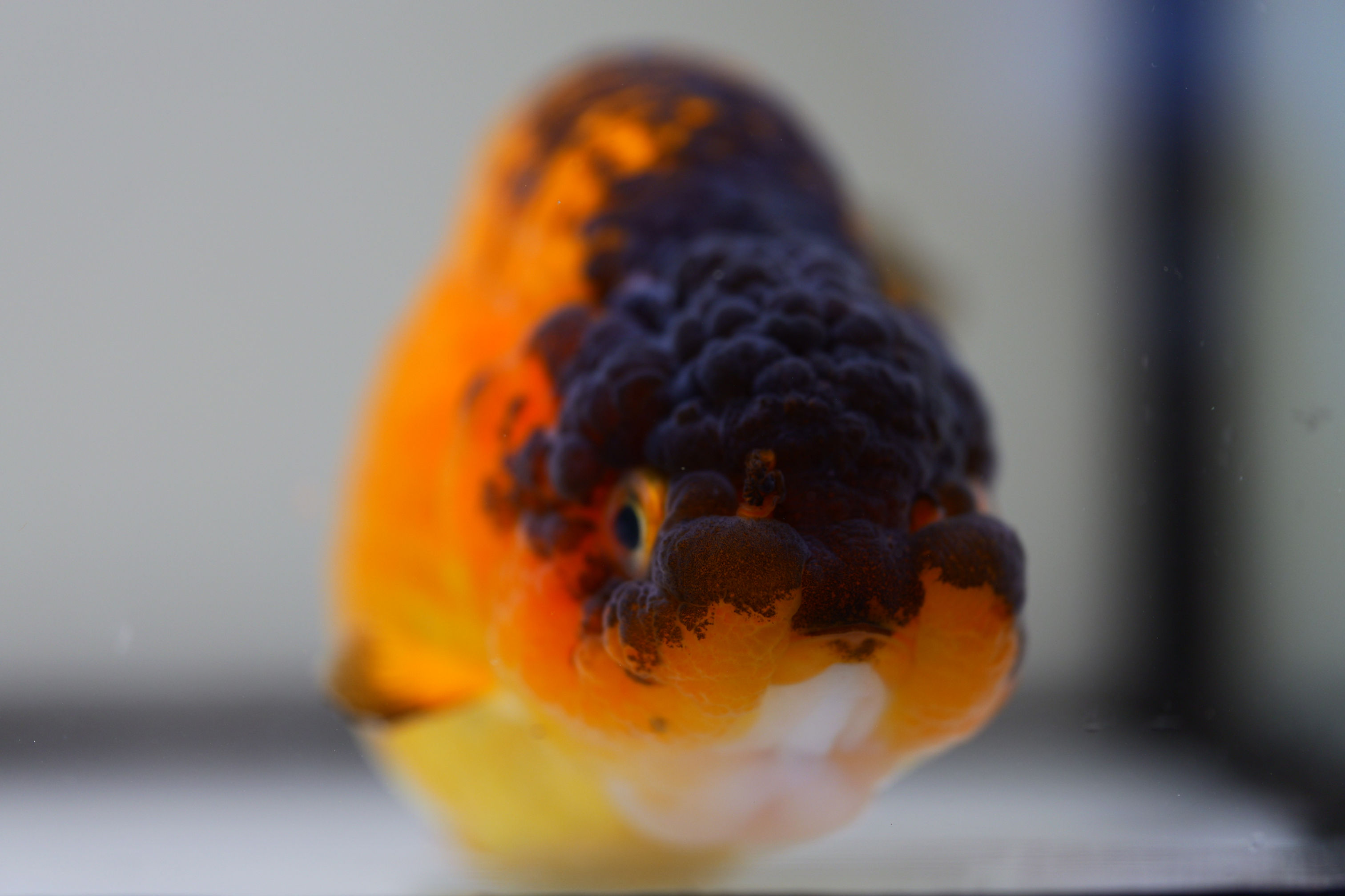 jumbo high apache yuanbao ranchu
