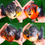 Thumbnail: S grade shogun baby -$200 for 2 fish（randomly mix color）