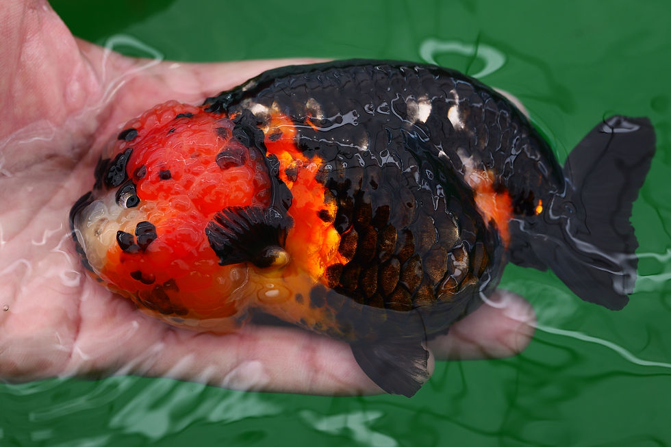 Thumbnail: tricolor- parent grade yuanbao