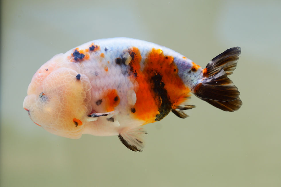 Thumbnail: super Wen juvenile jumbo-line ranchu