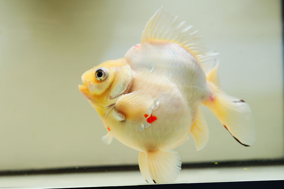 Thumbnail: huge short tail ryukin