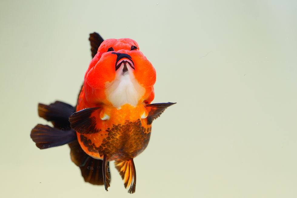 Thumbnail: high quality red black yuanbao oranda