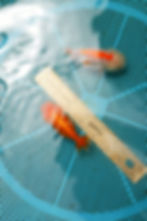 Thumbnail: 2 pack  baby yuanbao ranchu