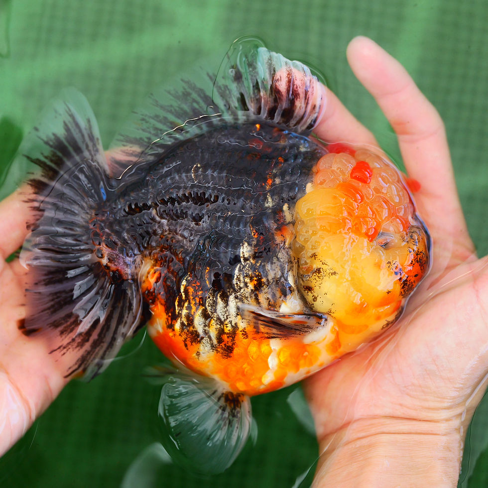 Thumbnail: jumbo super fish- shogun F1