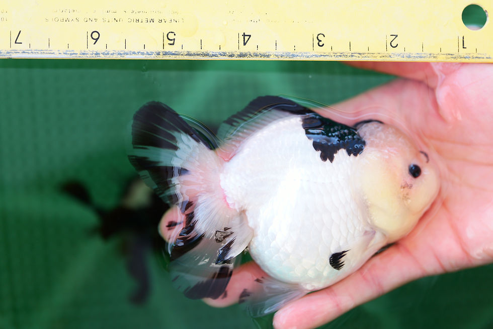 Thumbnail: high quality panda oranda - rose tail