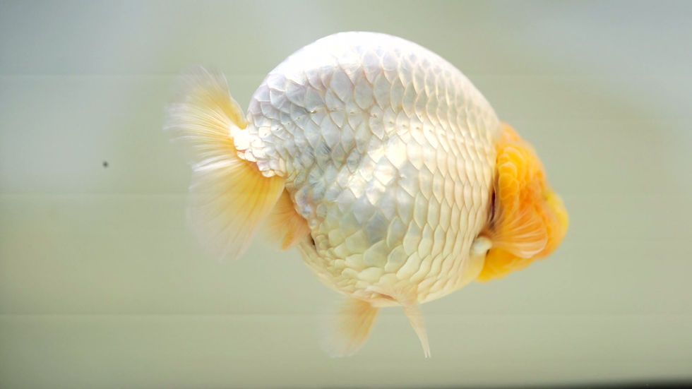Thumbnail: high quality parent grade yuanbao ranchu-lemonhead