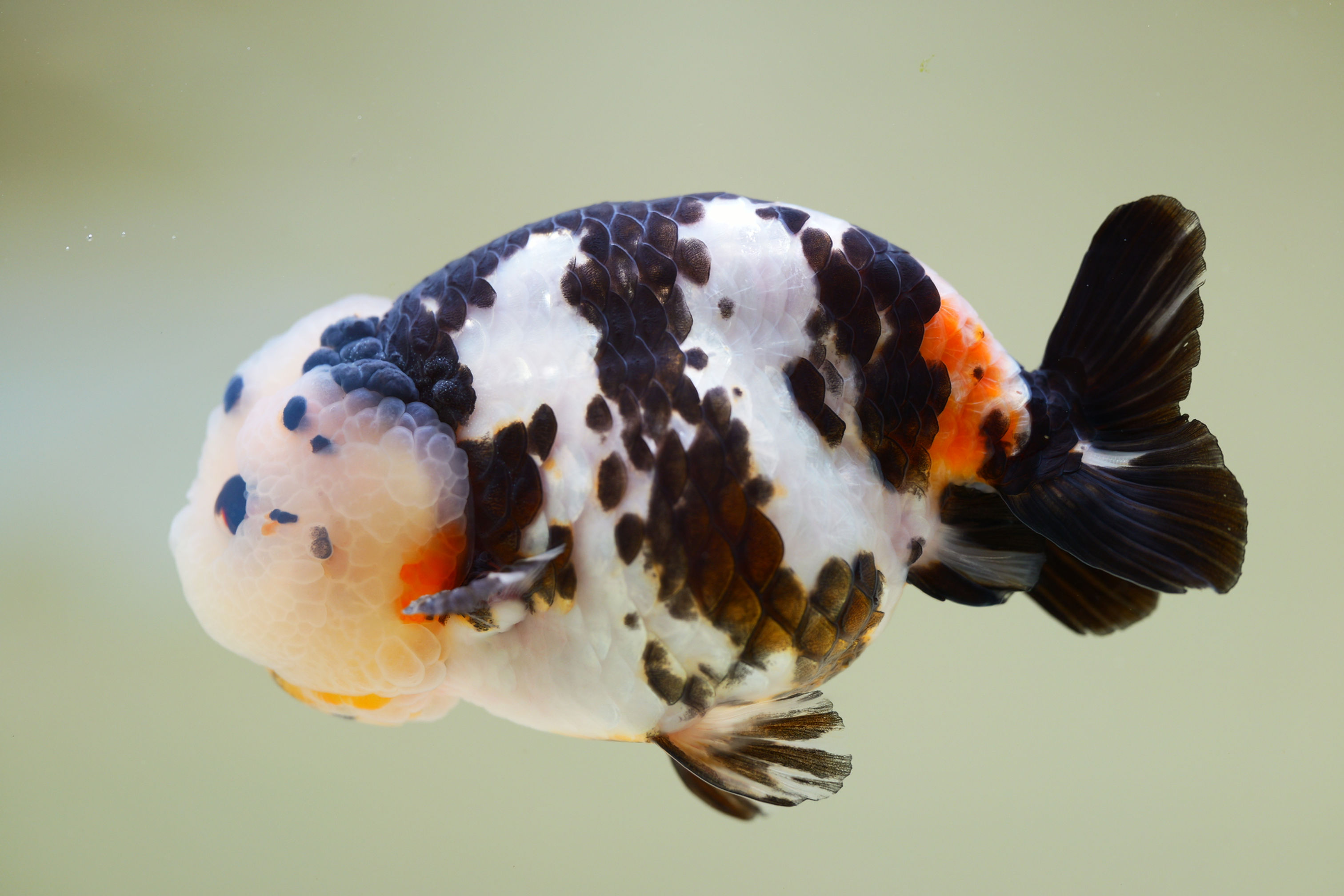 juvenile super Wen milk cow yuanbao ranchu