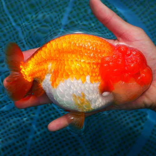 show grade jumbo ranchu - super face, mini tail | LUMINOUS GOLDFISH