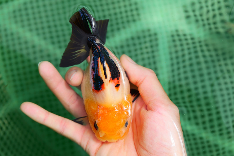 Thumbnail: high quality panda yuanbao oranda