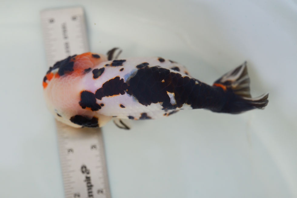 Thumbnail: juvenile super Wen milk cow yuanbao ranchu