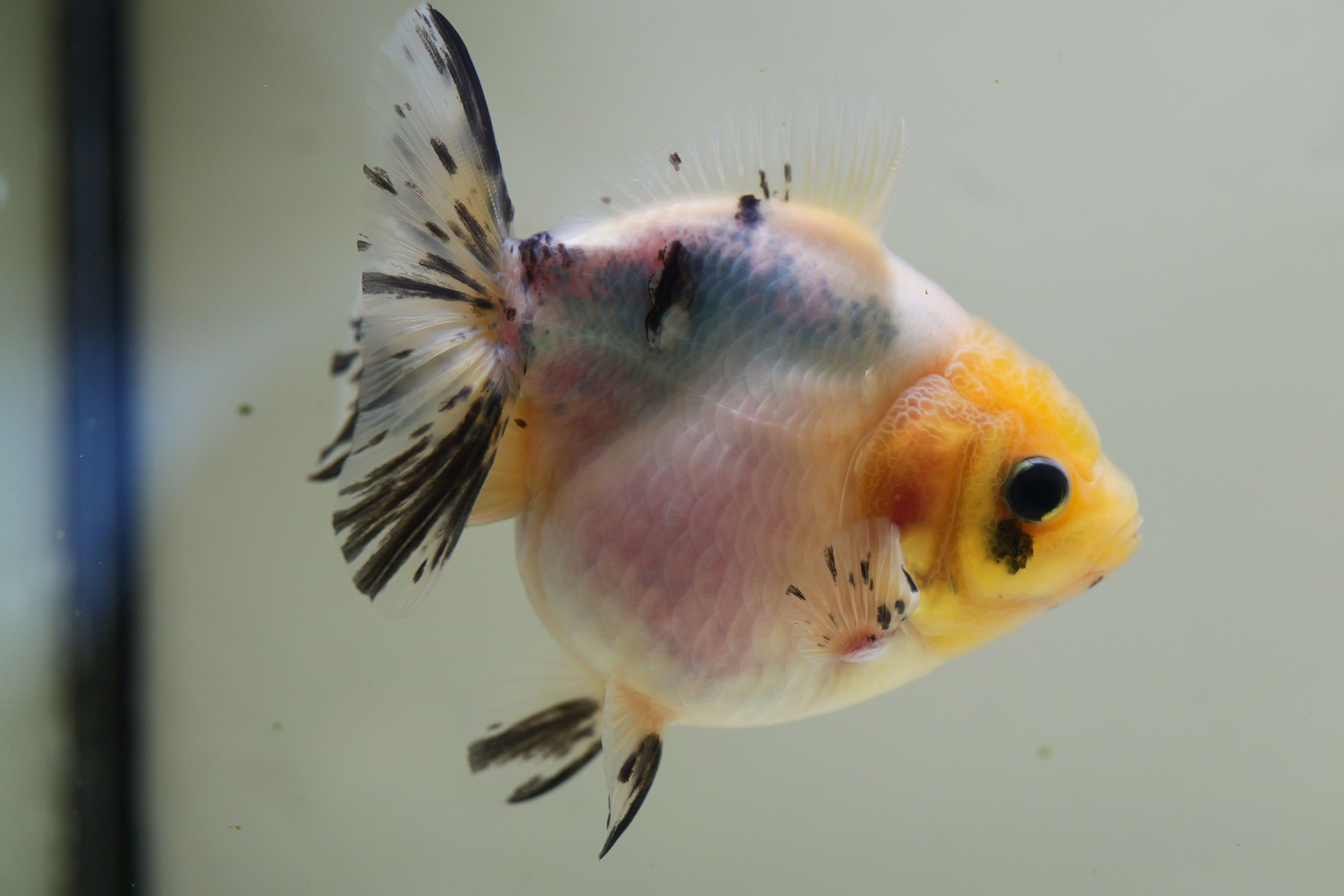 shogun F2 -Born with one eye; lively and healthy.