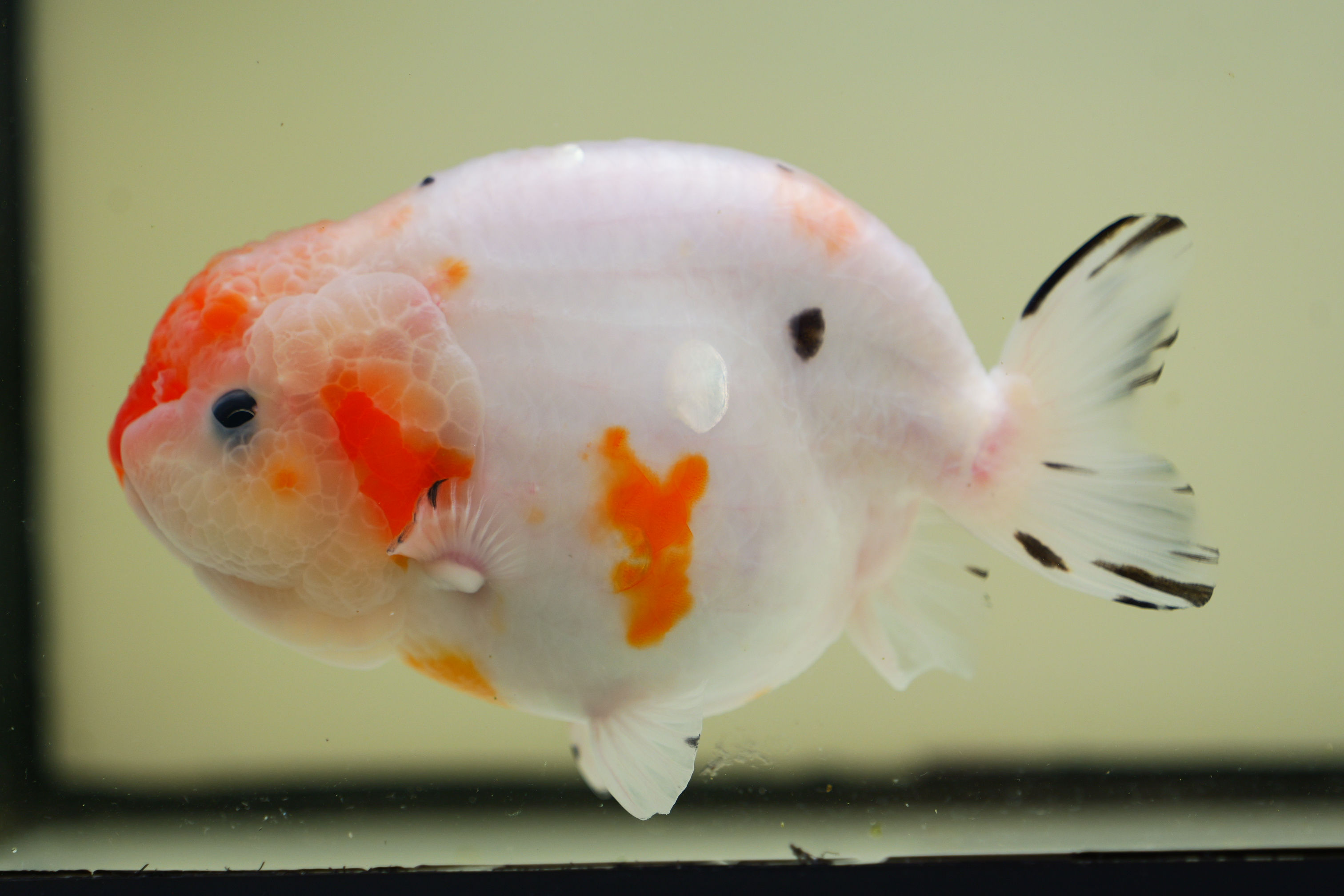 jumbo high quality yuanbao ranchu-tricolor sakura