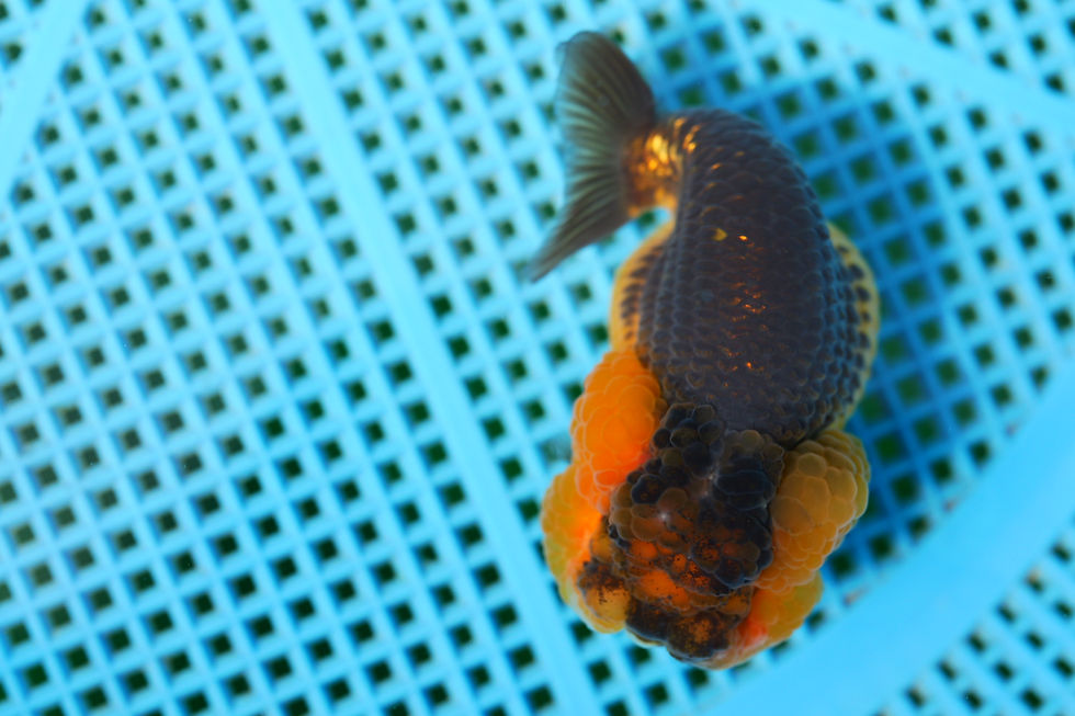 Thumbnail: perfect juvenile yuanbao Ranchu-super baby face