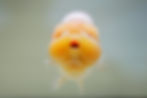 Thumbnail: jumbo high quality yuanbao ranchu- red white