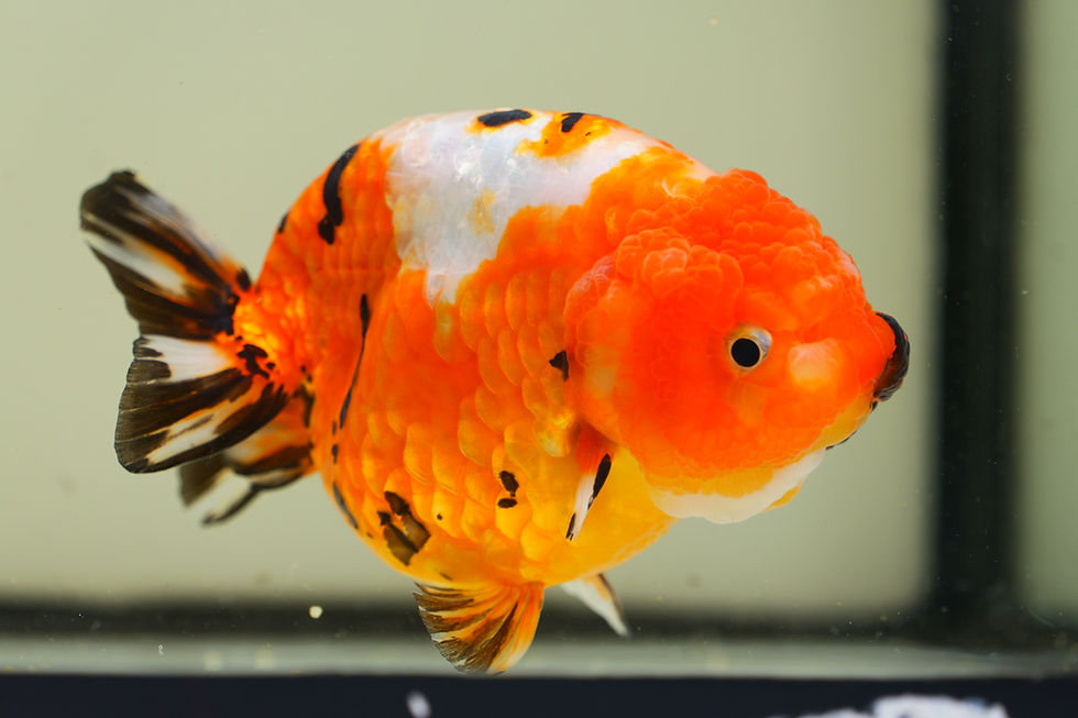 Thumbnail: jumbo high quality baby face yuanbao ranchu-tricolor