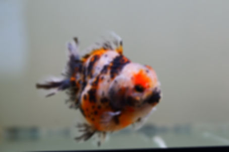 2 pack high quality shogun F2 oranda