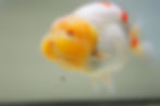 Thumbnail: jumbo high quality yuanbao ranchu- red white