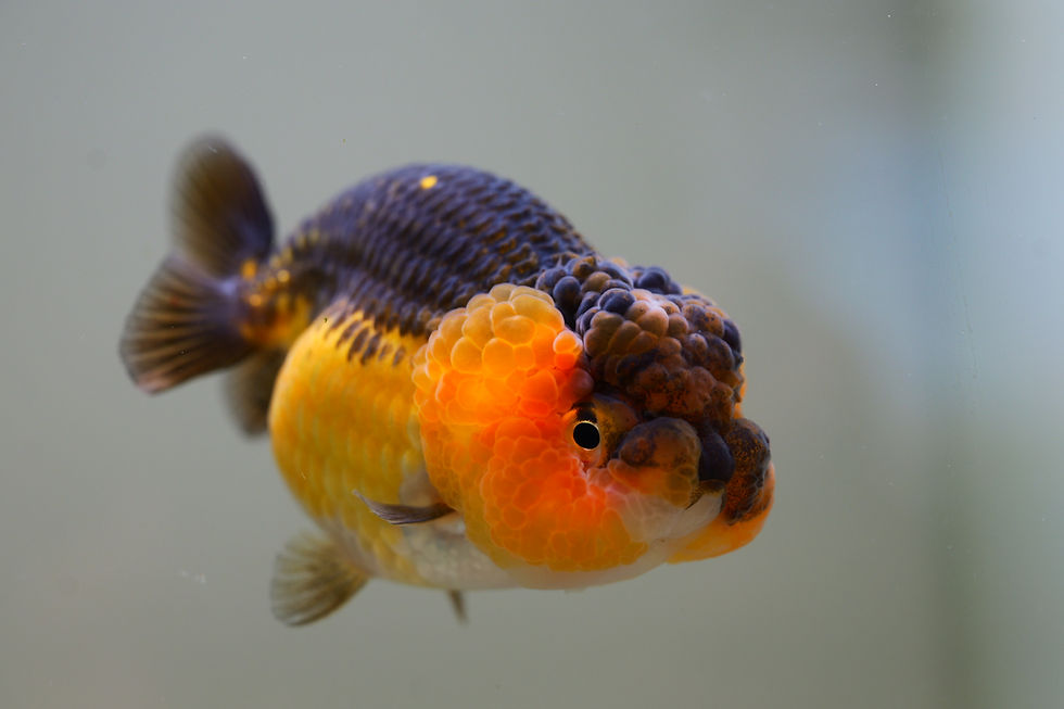 Thumbnail: perfect juvenile yuanbao Ranchu-super baby face