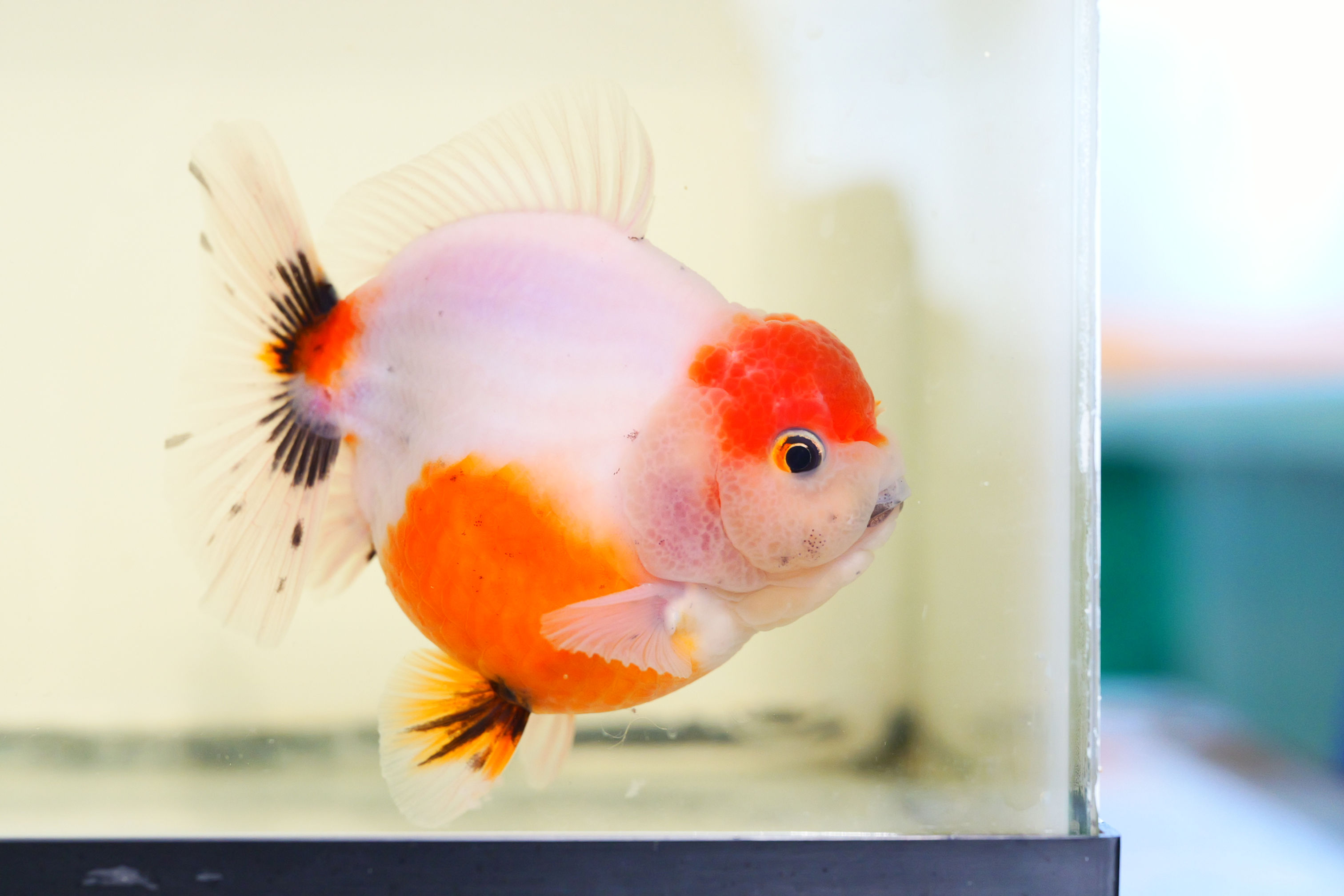high quality super round  juvenile shogun F2 oranda