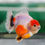 Thumbnail: juvenile shogun F2 oranda- parent grade