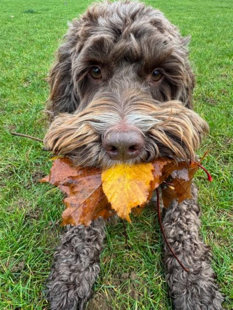 Chester -4th favourite thing