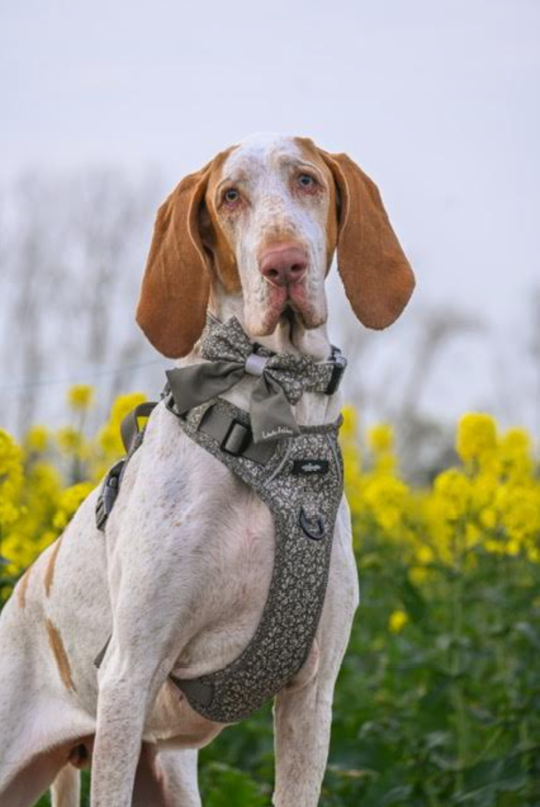 lady - 9th Garden Portraits