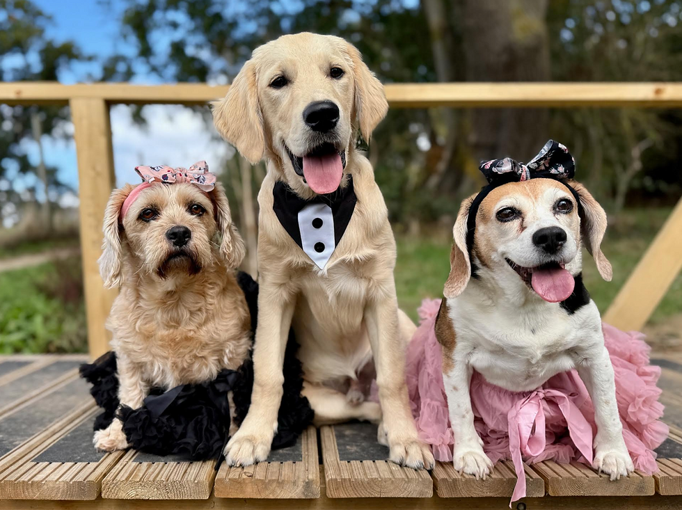 penny, bailey and bea - 1st Best Dressed
