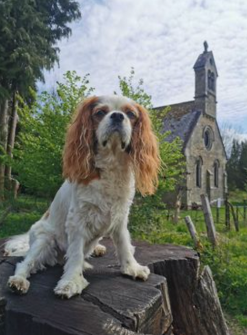 Bailey sitting on a tree stump with a church in the background.