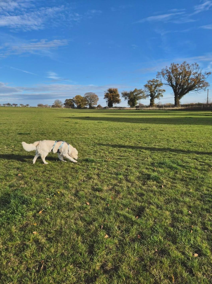 goku - 5th Super Sniffer