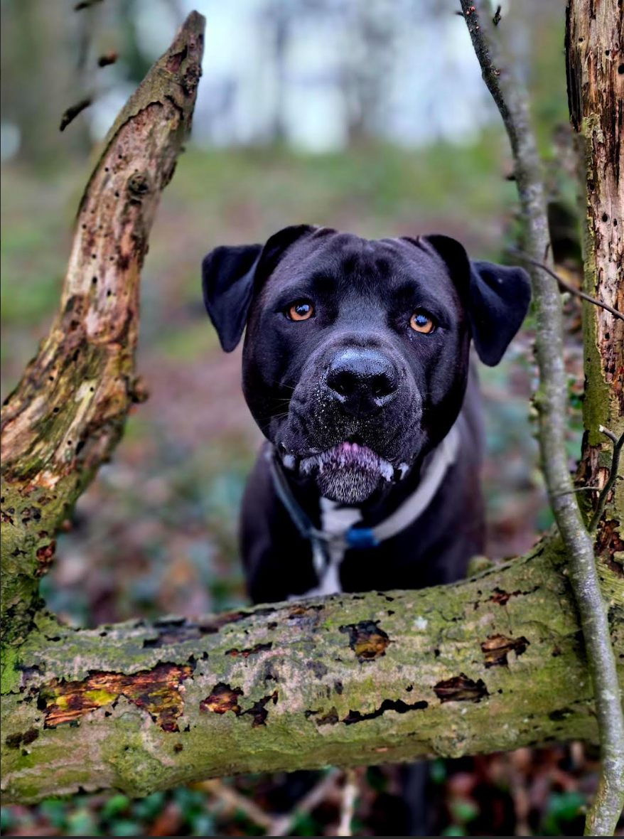 jesse - 3rd Framed Furball