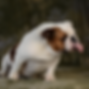 This is a photo of a bulldog with its tongue out