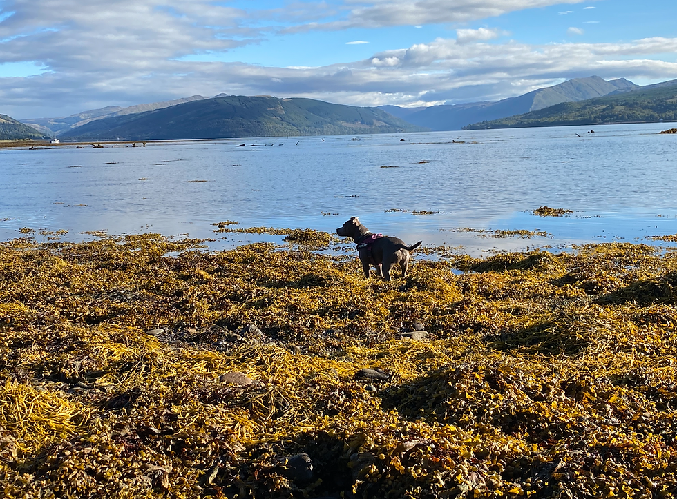 Screenshot 2026-02-01 at 17.37.36