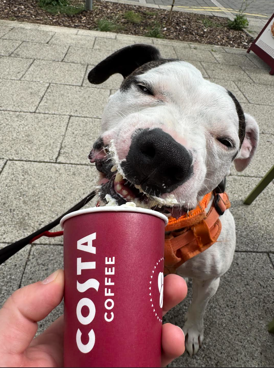 frankie - 7th favourite thing