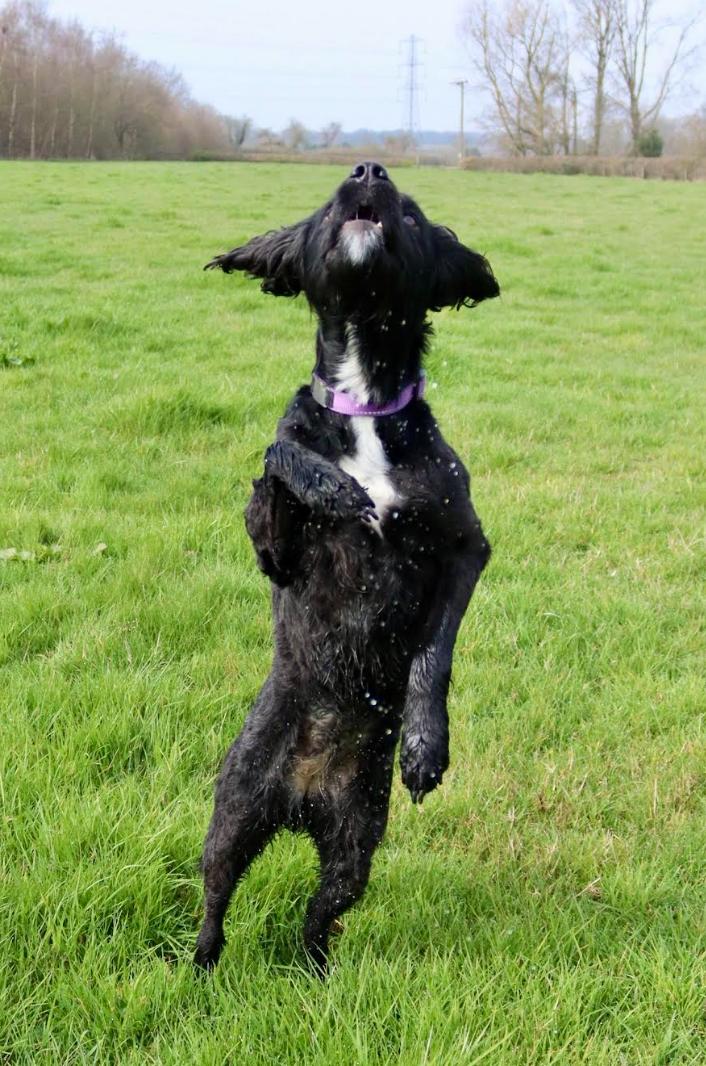 lola - 9th Action Dog