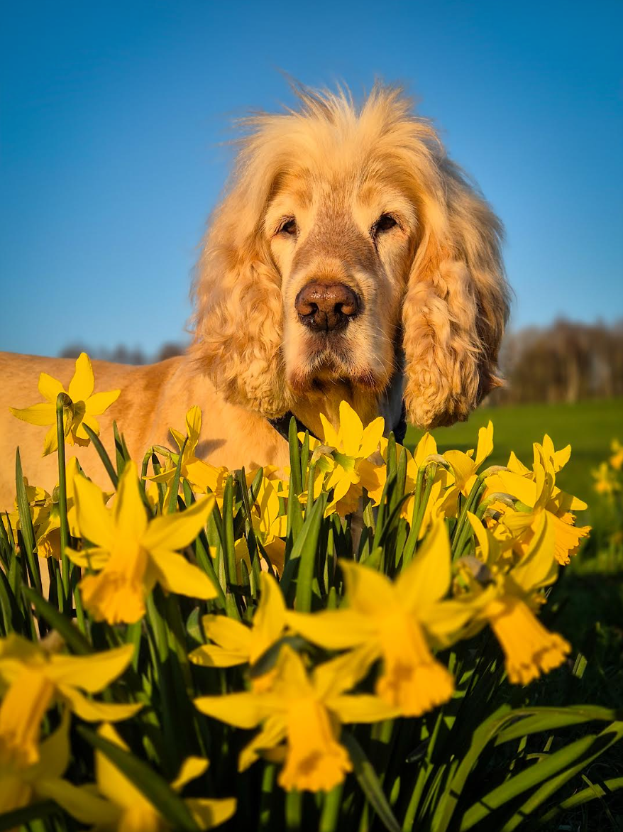 albert - 6th Artistic