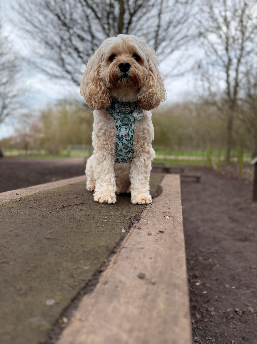 arlo - 9th Perfect Portraits