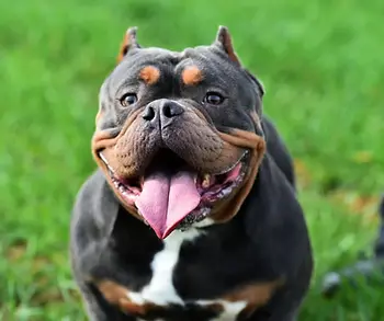 Lächelnder American Bully