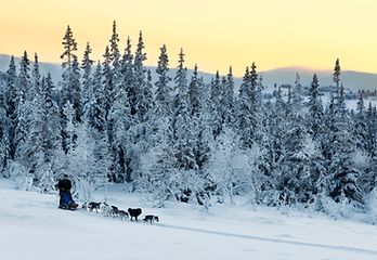 Hundspann i Åre och Undersåker