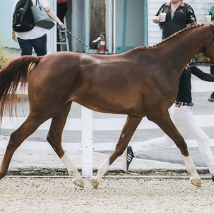 Royal Trotting Devon 2018 2.jpeg