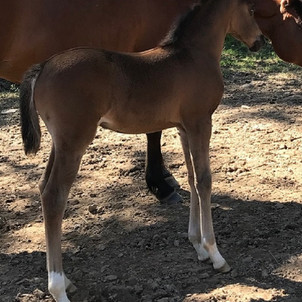 06162019 with pasture mate lily.jpg
