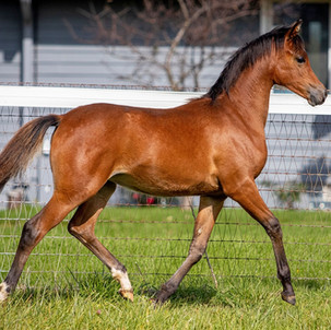 favorite trot.jpeg