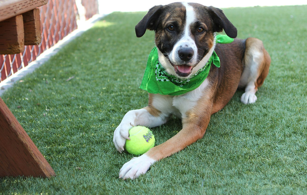 Pocatello animal shelter dog with a ball