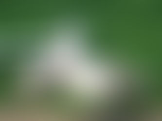 Puppy and Adult Dog Toilet Training. From Tears To Triumph!