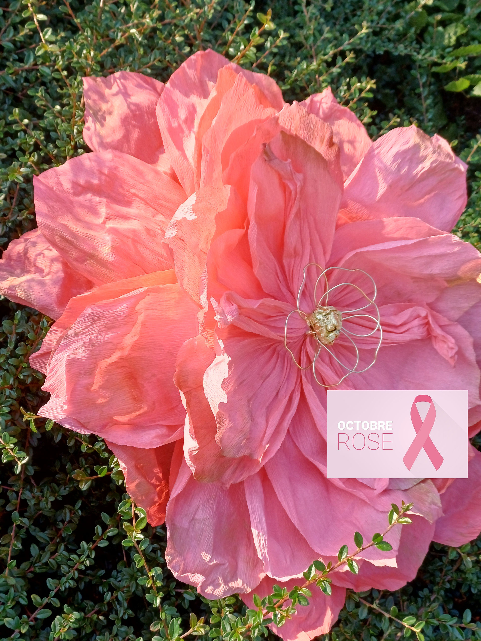 Grande fleur rose - Octobre Rose