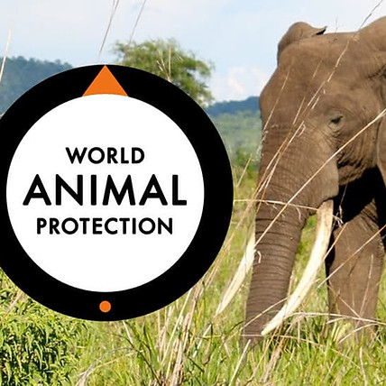 world-animal-protection.jpg