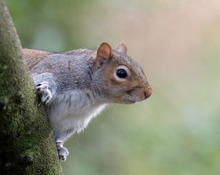 Grey Squirrel