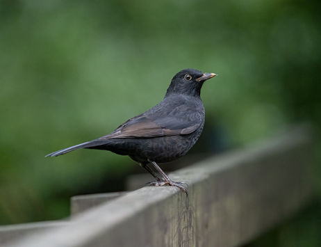Male Blackbird | Stover | UK