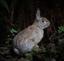 Wild Rabbit | Wadebridge | UK
