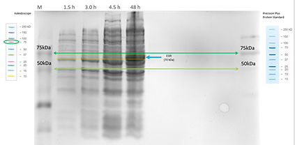 T--TecCEM--biosensor1.png