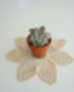 Succulent